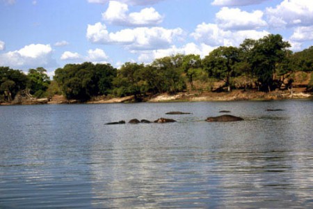 ippopotami - Chobe National Park